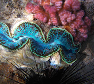 Riesenmuschel und Koralle