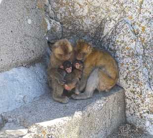 Affenfamilie Gibraltar