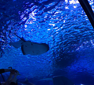 Aquarium Antalya