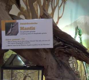 Südamerika Bereich - Löwenhaus