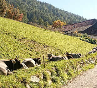 Wandern Valdaora / Olang
