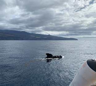 Whale Watching Oceano Valle Gran Rey
