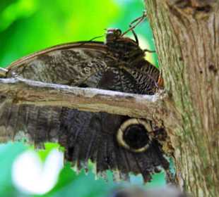 Schmetterlingshaus Falter