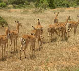 Tsavo Ost