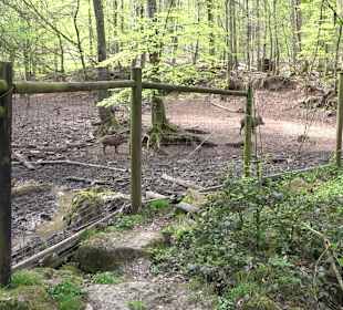 Walderlebnisweg Rottenburg