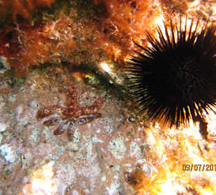 Seeigel