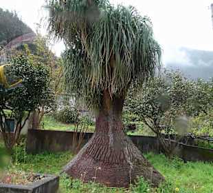 Inselrundfahrt Madeira