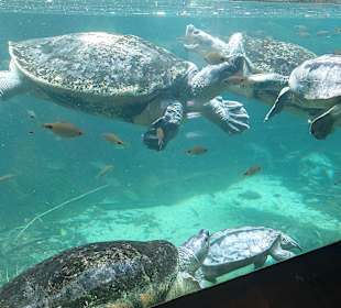 Singapur Zoo