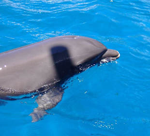 Delfin