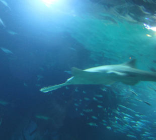 Aquarium / Oceanongrafic