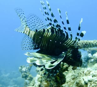 Schnorcheln Makadi Bay