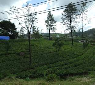 Hochland von Sri Lanka