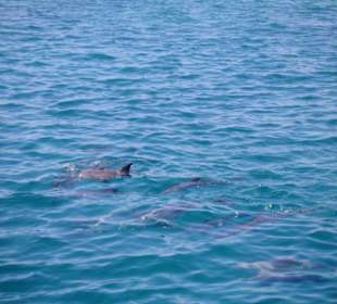 Delfintour 07.08.2012 