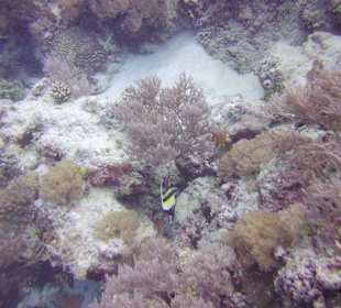 Hotel Sandies Mapenzi Beach