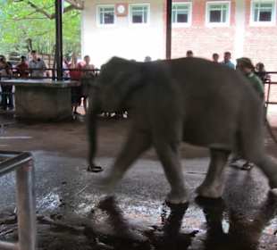 Die Elefantenbabys für die Touristen zum füttern