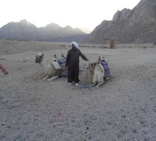 Kamelreiten, wenns unbedingt sein muß