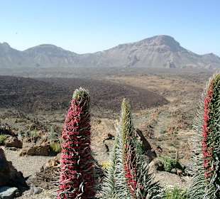 Caldera de las Canadas / Roter Teide-Natternkopf