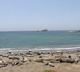 Seeelefanten direkt am Highway Kur vor San Simeon