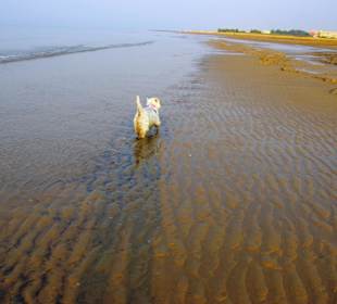 Der Hundestrand dei Pini