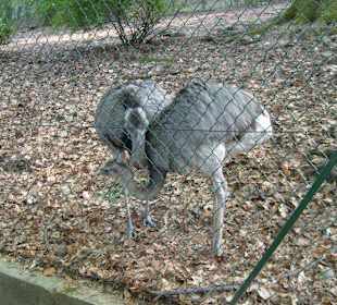 Zoo della Villa