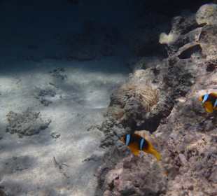 Zu finden im Innenriff