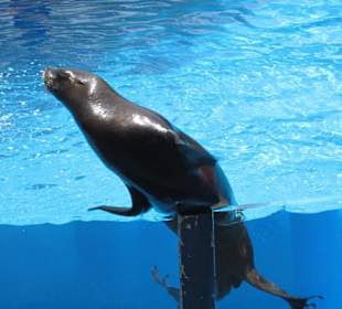 Seelöwenshow