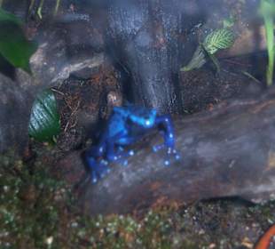 Blauer Pfeilgiftfrosch im Trpoenhaus