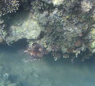 Schnorcheln am Hotelstrand