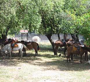 Zu Pferd in Kayaköy