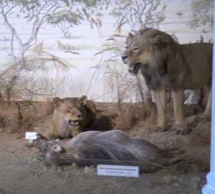 Staatliches Naturkunde Museum