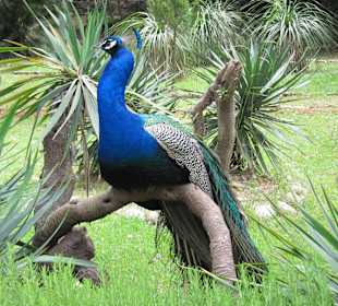 Pfau