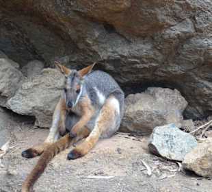 Stadtrundgang Sydney