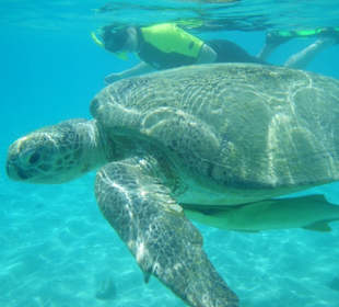 Grüne Meeresschildkröte