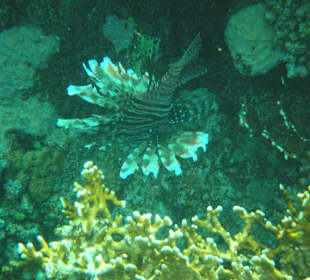 Feuerfisch beim Schnorcheln