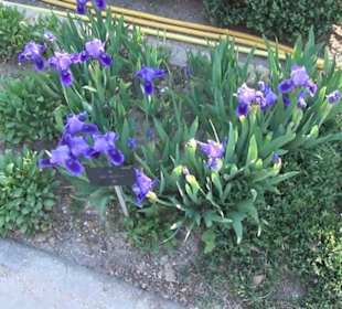 Real Jardín Botánico de Madrid