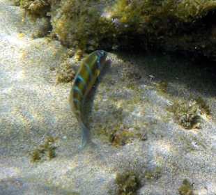 Ein blaugestreiftes Fischchen