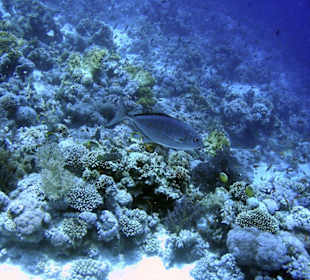 Nurkowanie w Sharm el Sheikh - podwodne życie