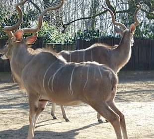 Ausgefallene Hörner