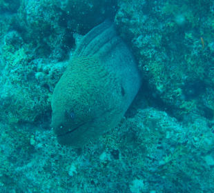 Ausflug Giftun Inseln