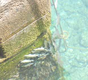 Viele Fische in Puerto de Mogan