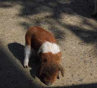 WildparkImpression September 2013