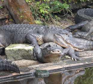 Sehr viele Tiere zusehen. Sehr schöne Farm. 