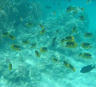 Schwarm Falterfische