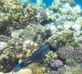 Wünderschöne Unterwasserwelt