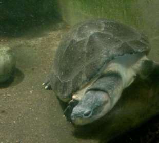 Zoo Brno