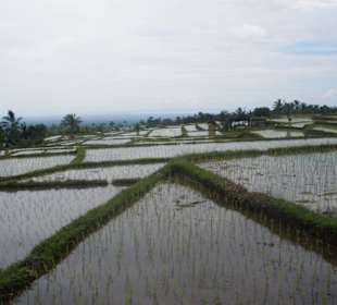 Reisfeld auf Bali