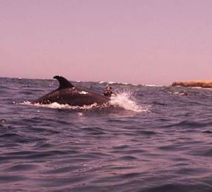 Delphin in der Bucht