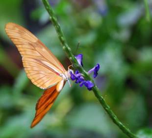 Im Schmetterlingshaus!