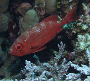 Husarenfisch am Hausriff