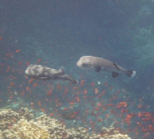 Igelfische am Tulip Resort